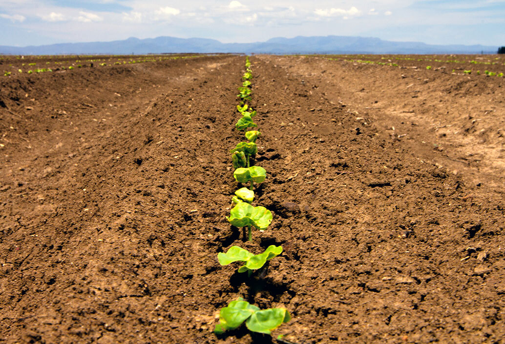 Pick a Plant Day – Our Cotton Plant