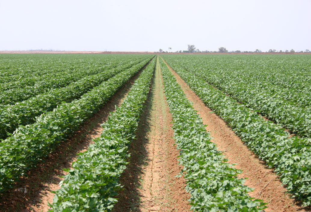 cotton plant growth stages