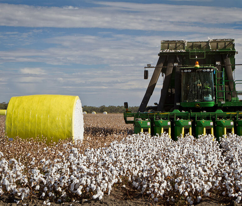 Cotton Cultivation Process