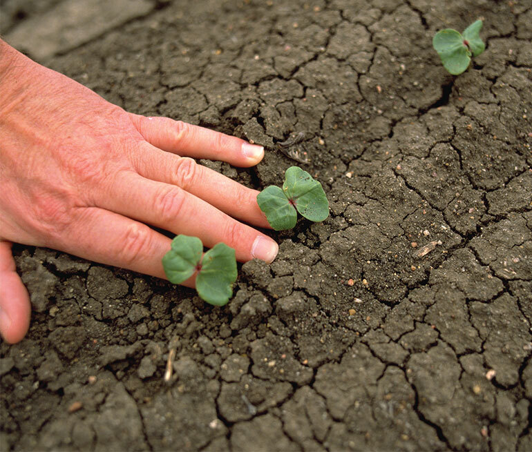 Cotton Cultivation Process