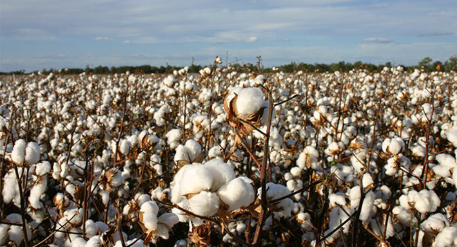 Cotton Australia  World cotton history