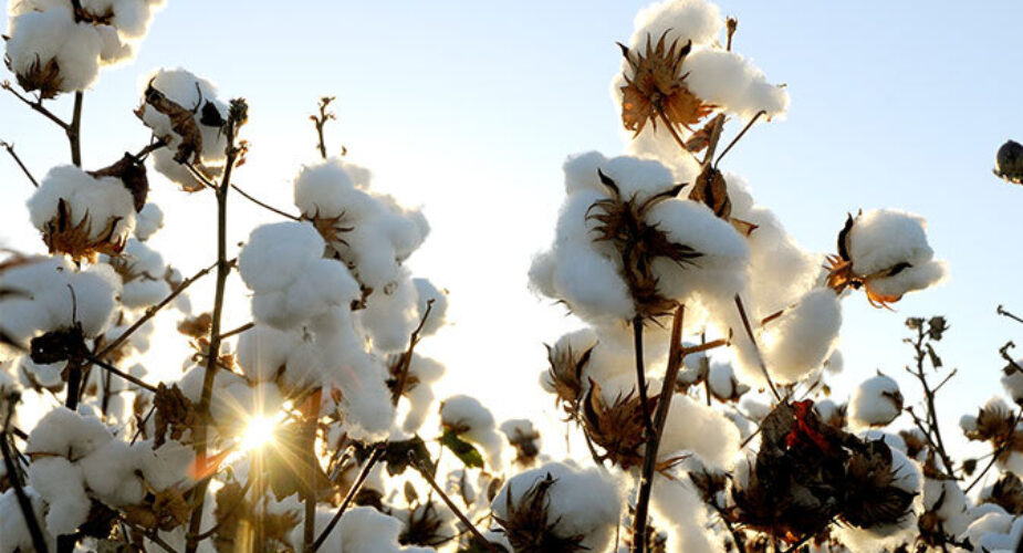 Cotton Australia  World cotton history