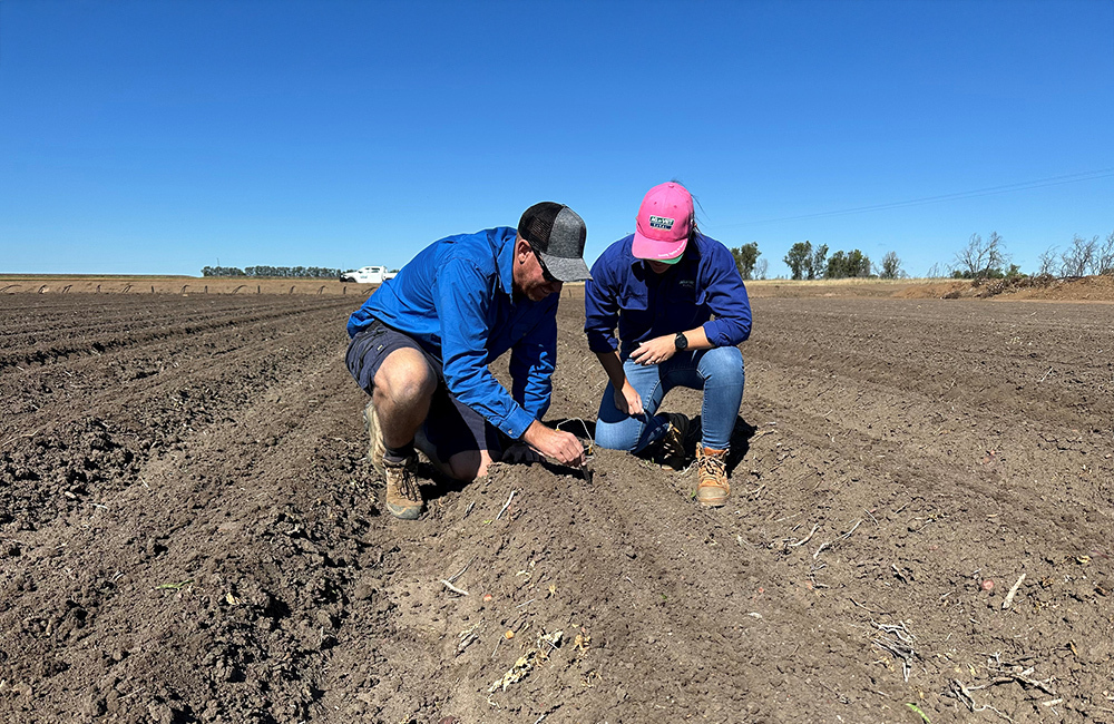 Emerald grower Aaron Kiely