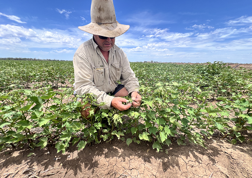 Andrew Gill sustained substantial off-target spray damage to 130 hectares of his cotton crop