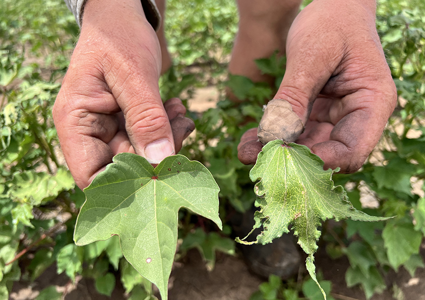 Andrew believes the damage has been caused by the off target spraying of a phenoxy herbicide