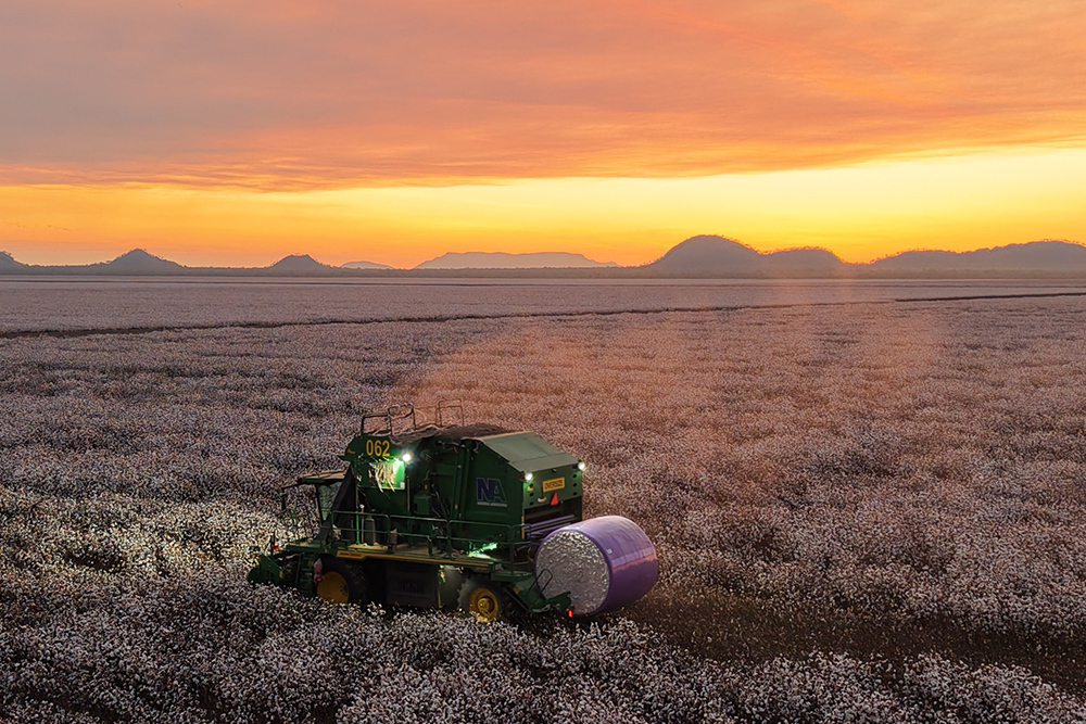 Cotton picking in the Kimberley