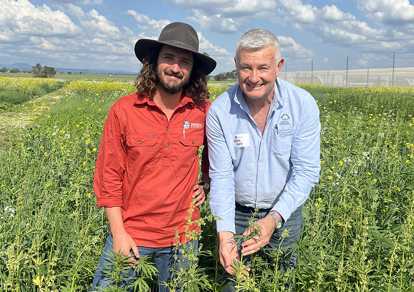 Tom O'Donoghue and Adam Kay in Hemp cover crop