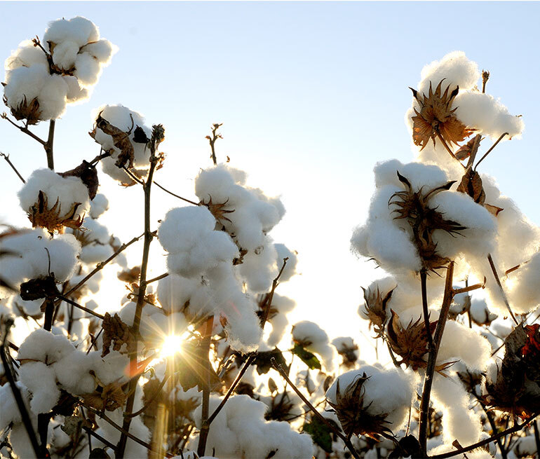 Cotton Australia  Nominations open for 2020 Australian Cotton