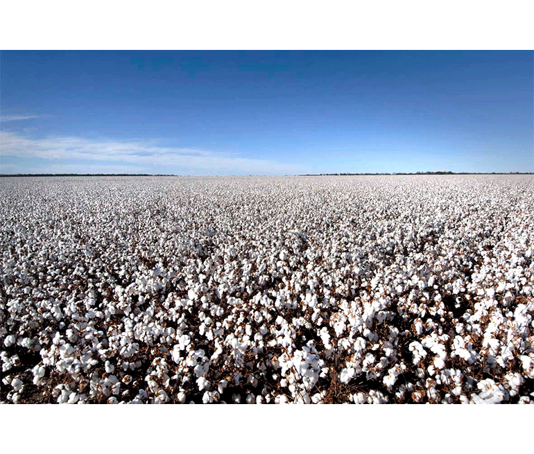 Australian cotton growers on cusp of largest crop on record, worth $3.9  billion - ABC News