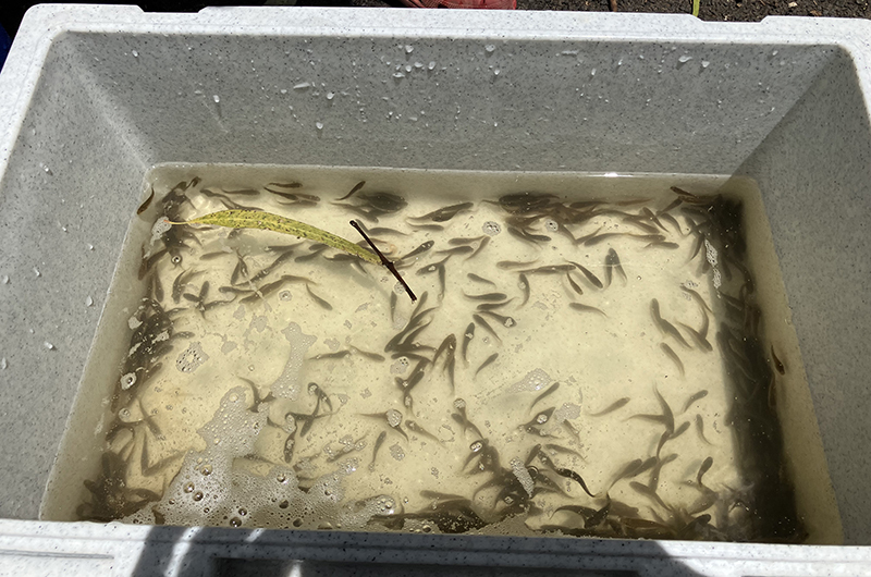 A total of 7,000 Murray cod and 4,500 Golden Perch fingerlings, ranging from 40mm to 70mm were released