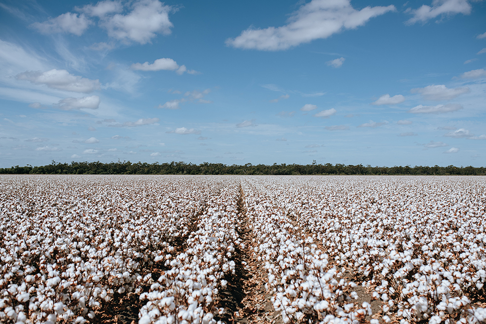 Cotton ready to be picked for this season in the Gwydir Valley