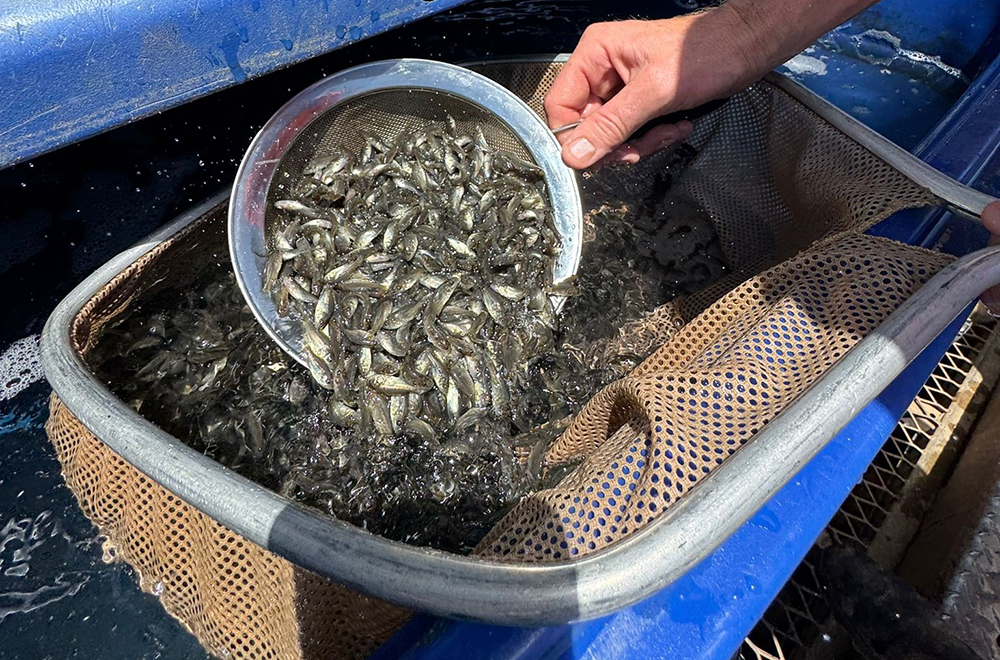 Murray Cod and Golden Perch fingerlings