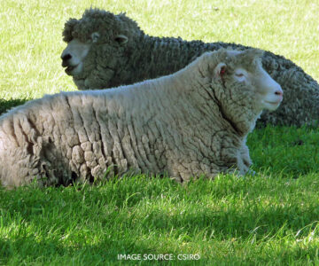 Sheep CSIRO2